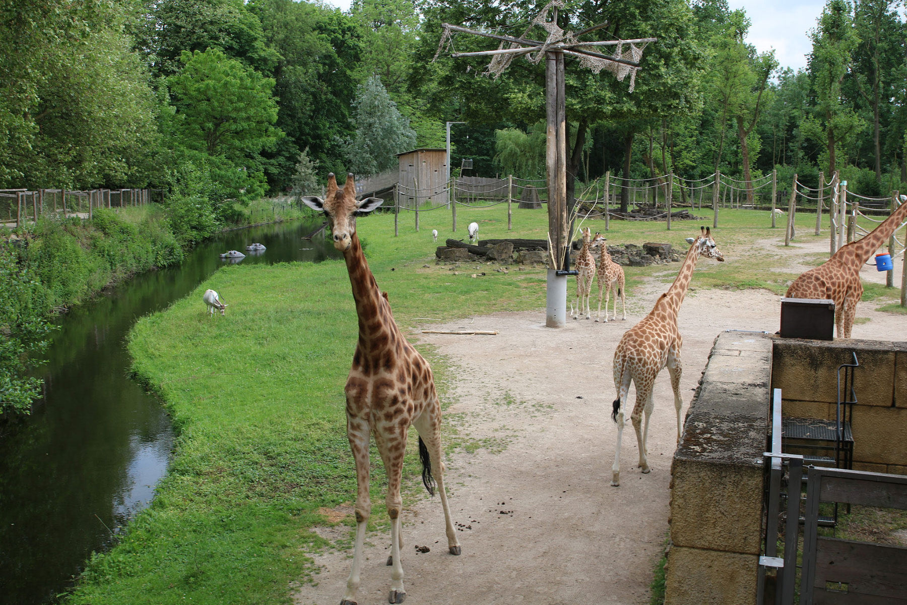 Dierenpark Planckendael